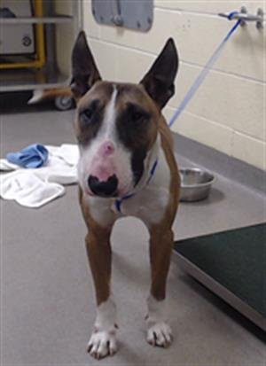 KYLO - Bull Terrier available for adoption