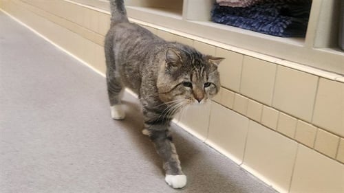 BEEF CAKE - Domestic Short Hair available for adoption