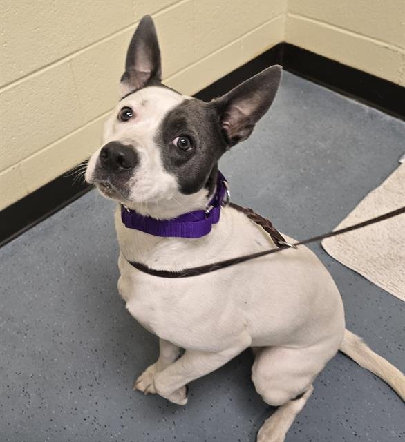 SUZIE - Australian Cattle Dog/Blue Heeler / American Pit Bull Terrier available for adoption