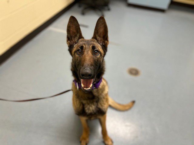 TOTODILE - Belgian Shepherd Malinois available for adoption