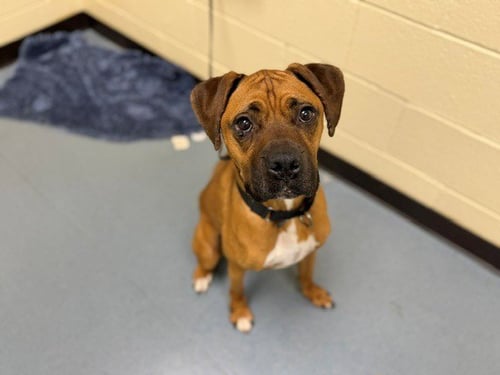 APPLEJACK - Boxer available for adoption