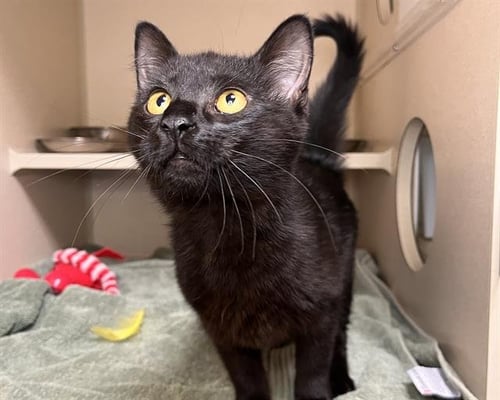 EUROPA - Domestic Short Hair for adoption in Westminster