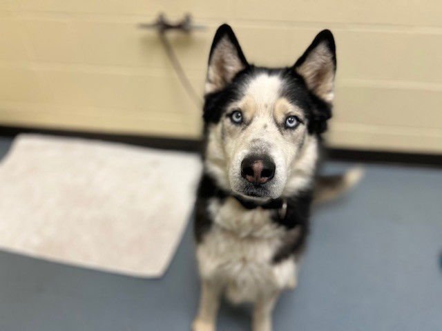 CHARMANDER - Siberian Husky available for adoption