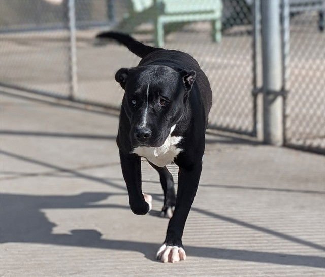 SPOON - Labrador Retriever / Border Collie available for adoption