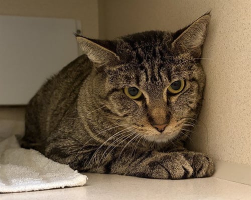 LOUISA - Domestic Medium Hair available for adoption
