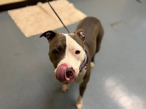 RHAENYRA - American Pit Bull Terrier for adoption in Denver