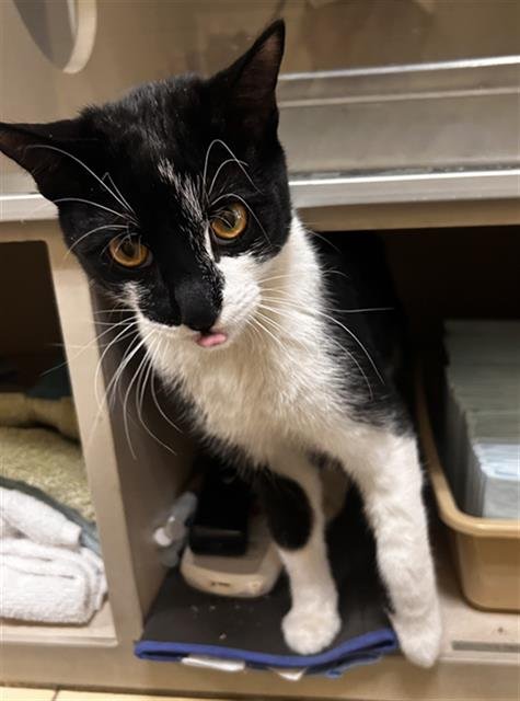 INDIANA JONES - Domestic Short Hair available for adoption