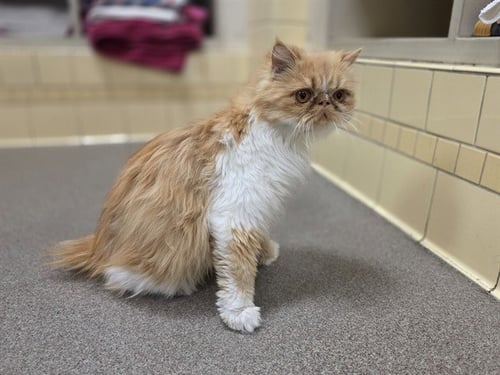 BUTTERNUB SQUASH - Persian available for adoption