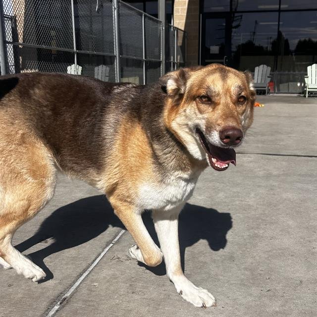 CROUTON - Siberian Husky / German Shepherd Dog available for adoption