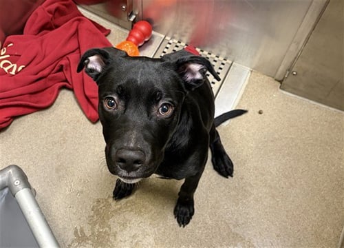 VESPER - Labrador Retriever available for adoption
