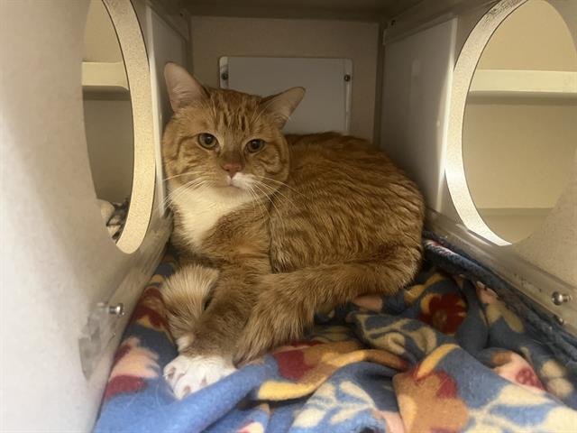 RALPHIE - Domestic Short Hair available for adoption