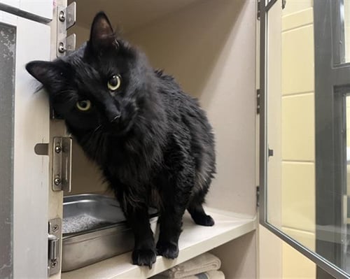 EZME - Domestic Short Hair available for adoption