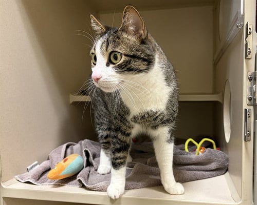 BABACH - Domestic Short Hair available for adoption