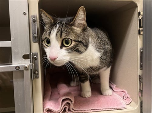 BABACH - Domestic Short Hair available for adoption