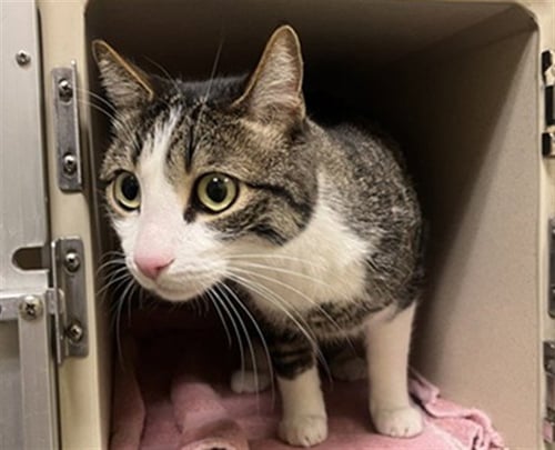 BABACH - Domestic Short Hair available for adoption