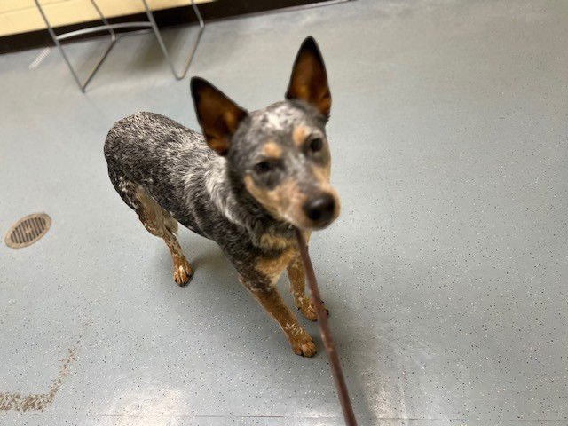 BESOS - Australian Cattle Dog/Blue Heeler available for adoption