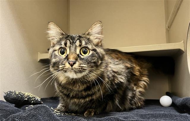 MISTYQUE - Domestic Long Hair available for adoption