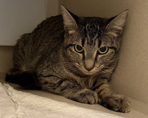 LENNIE - Domestic Short Hair available for adoption