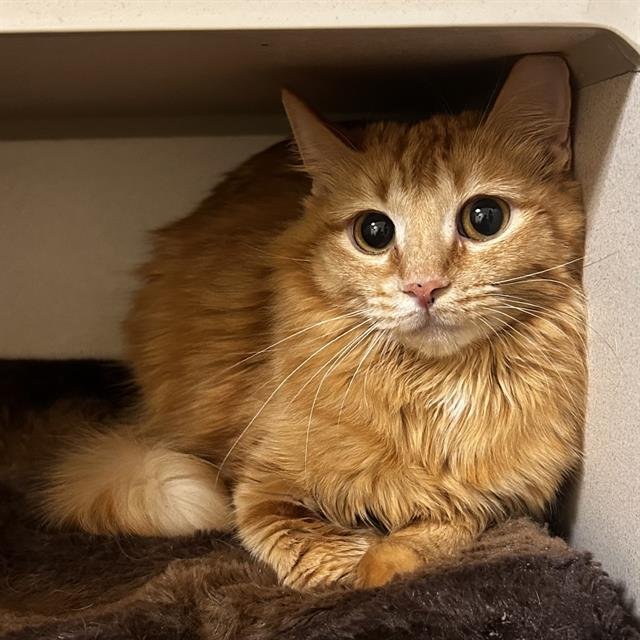 SARIA - Domestic Short Hair available for adoption