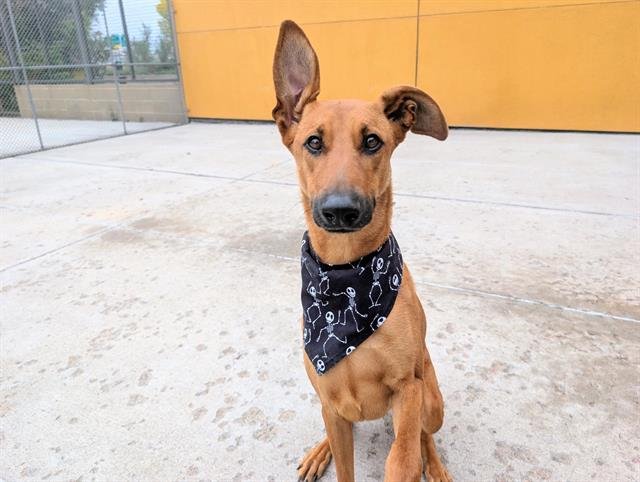 FRIJOLE - Belgian Shepherd Malinois / German Shepherd Dog available for adoption