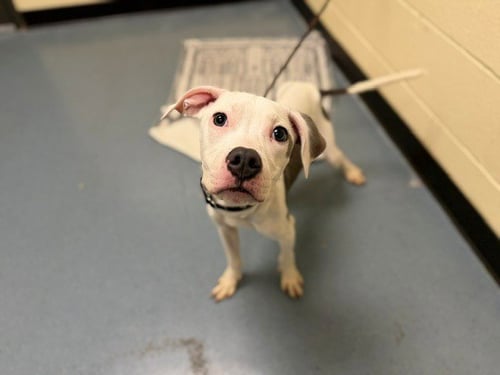 KRYPTO - American Pit Bull Terrier for adoption in Denver
