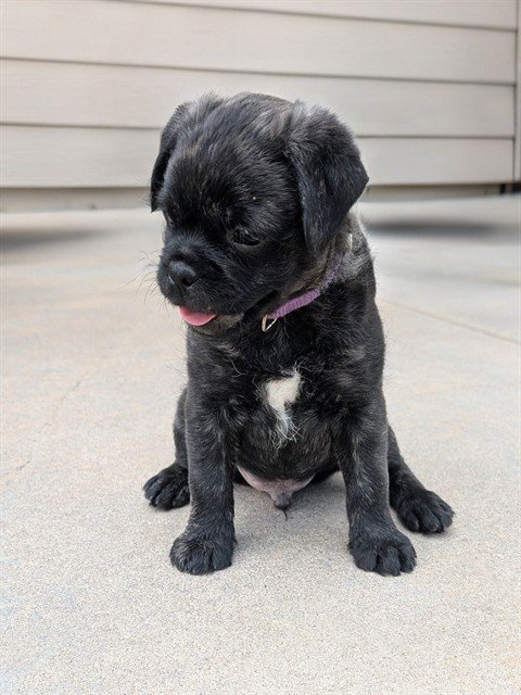 NICK JONAS - Pug available for adoption