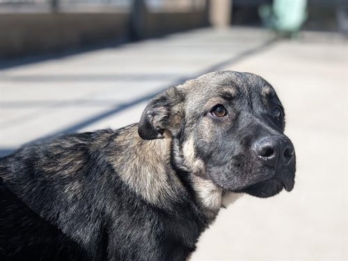POWER POINT - German Shepherd Dog available for adoption