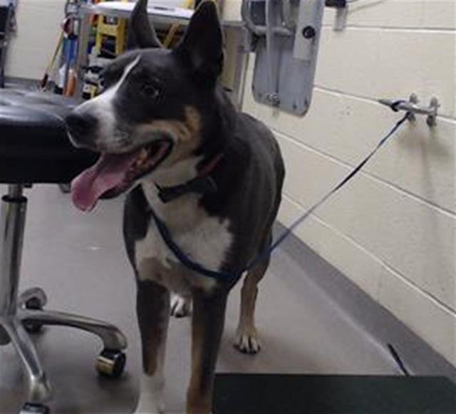 ATLAS - Siberian Husky available for adoption