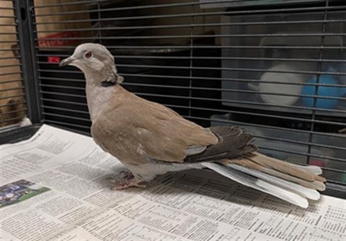 SPUDS - Dove available for adoption