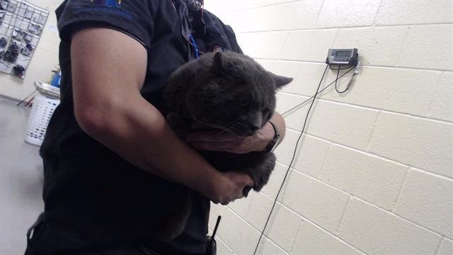 CHIPMUNK - Domestic Short Hair available for adoption