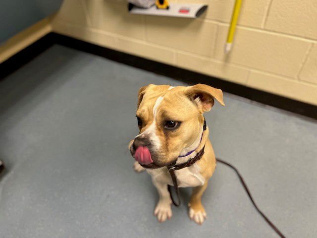 SPOINK - American Bulldog available for adoption