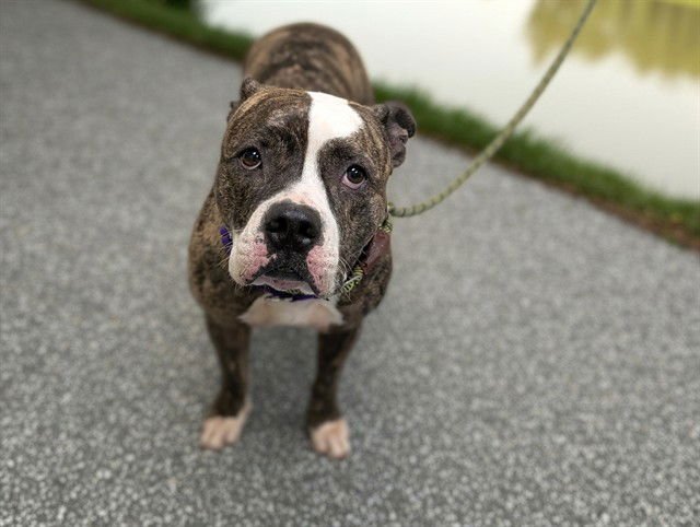 DUCHESS - American Pit Bull Terrier available for adoption