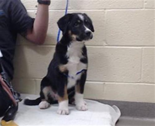 SOPHIE - Bernese Mountain Dog available for adoption