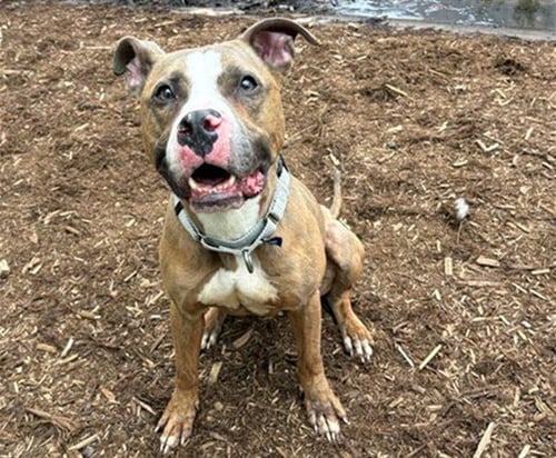 ZEUS - American Pit Bull Terrier for adoption in Denver
