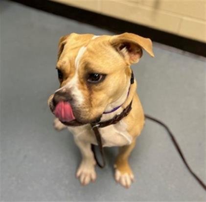 SADIE - American Bulldog available for adoption
