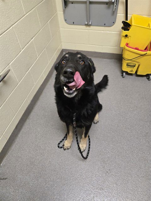 KAPPA - German Shepherd Dog available for adoption