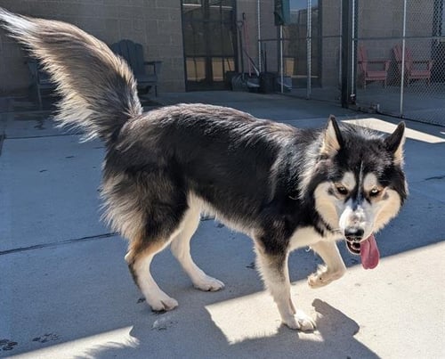 OOBIE - Siberian Husky / Alaskan Malamute available for adoption