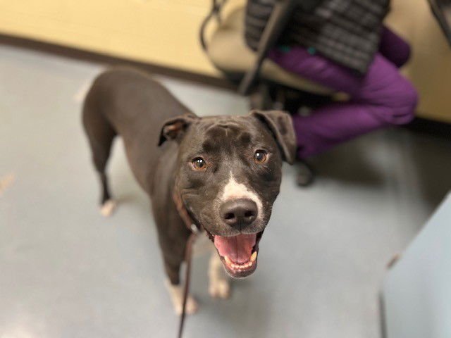 VIOLET - American Pit Bull Terrier available for adoption