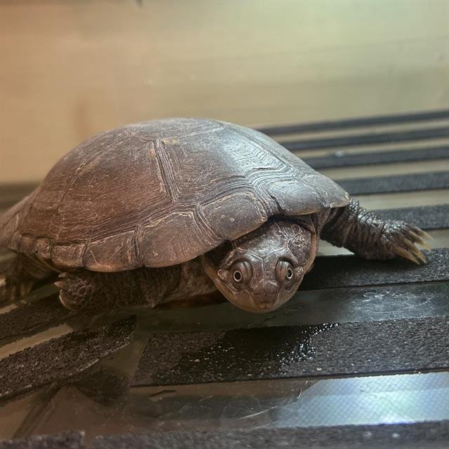 OOGWAY Image