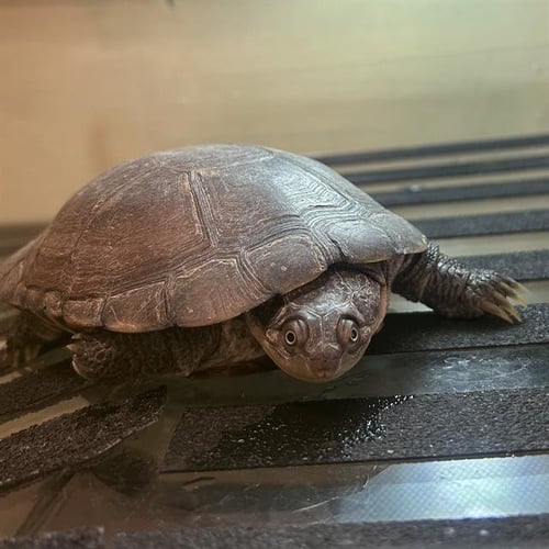 OOGWAY - Turtle available for adoption