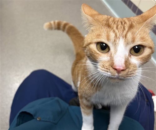 SONJA - Domestic Short Hair for adoption in Westminster