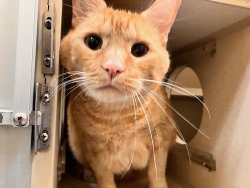 MELLOW JELLOW - Domestic Short Hair for adoption in Westminster