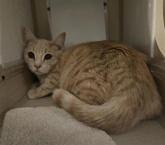 HONEYFERN - Domestic Short Hair available for adoption