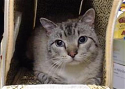 MAZAPAN - Domestic Short Hair for adoption in Lakewood