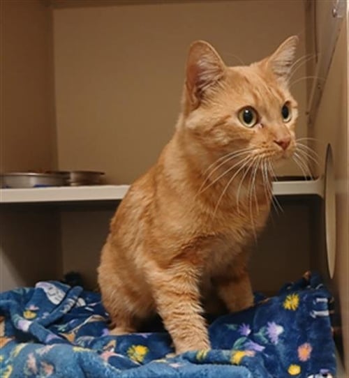 EDWARD - Domestic Short Hair available for adoption