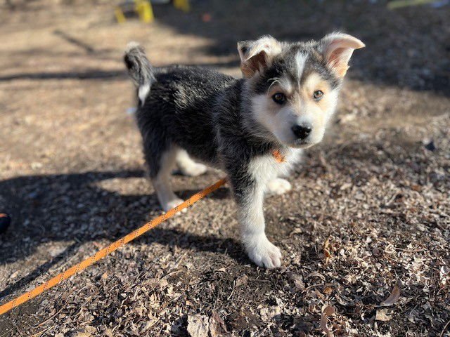 COOPER - Siberian Husky available for adoption
