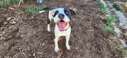 PEPE LE PEW - American Pit Bull Terrier available for adoption