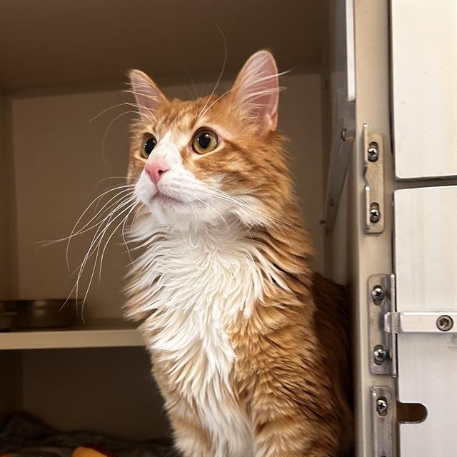 AMORE - Domestic Medium Hair available for adoption