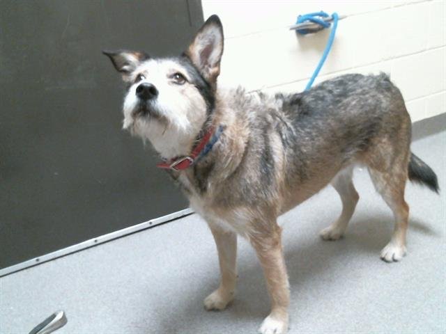 ROXY - Wirehaired Fox Terrier available for adoption