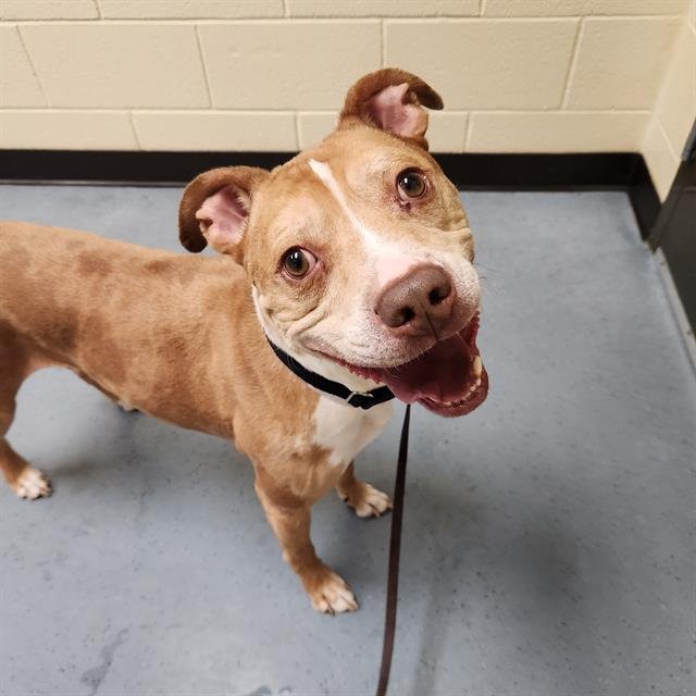 SOL - American Pit Bull Terrier available for adoption